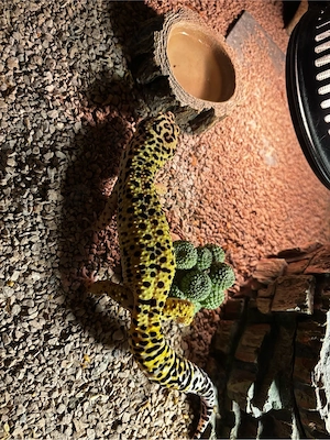 Wunderschöner Leopardgecko
