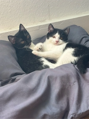 baby kater sucht liebevolles zuhause 