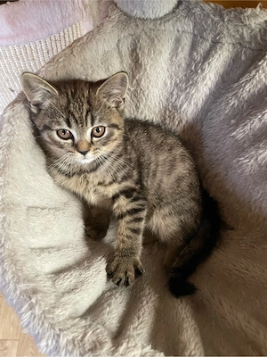 Süße, reinrassige BKH Kitten abzugeben.