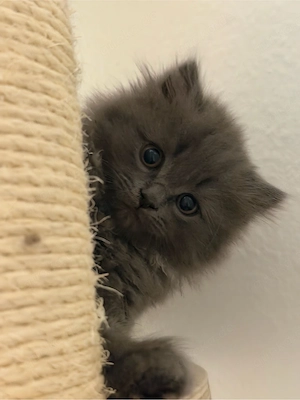 Blh Bkh katze 