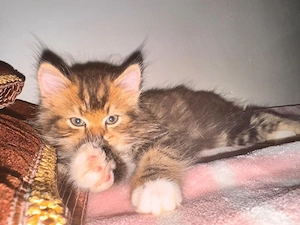 Kitten, Kätzchen 