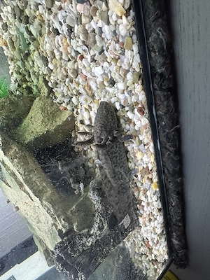 2 Axolotl Wildlinge zuverschenken 