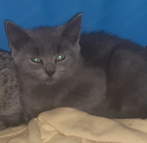 BKH Mix Katzen