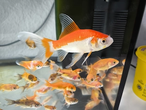 Goldfisch Langeflosse Comet ca. 15 18 cm ganz gesund perfekt für große Aquarium oder Gartenteiche