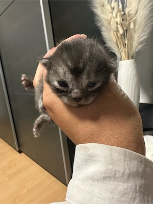 Kitten babys 