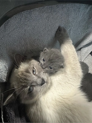 Kitten babys  Bild 3