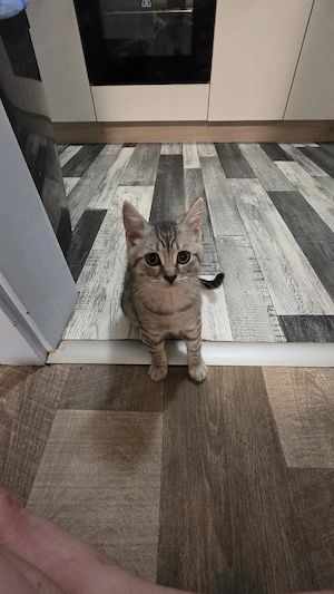 BKH Kitten 12 Wochen 