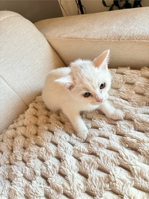 Baby katzen BKH Bild 5