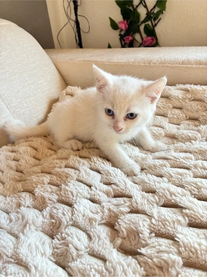 Baby katzen BKH Bild 4