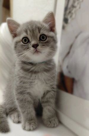 Zuckersüsse British Kurzhaar Kitten Bild 2