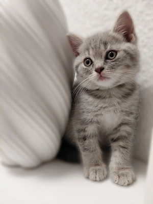 Zuckersüsse British Shorthair Kitten