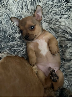 chihuahuas welpen
