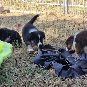 :   Fünf kleine Herzensbrecher suchen ihr Traumzuhause: Miniatur Australian Shepherd Welpen!   