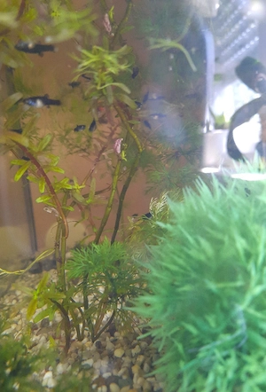  5 Black Molly Guppy Hybride Babys