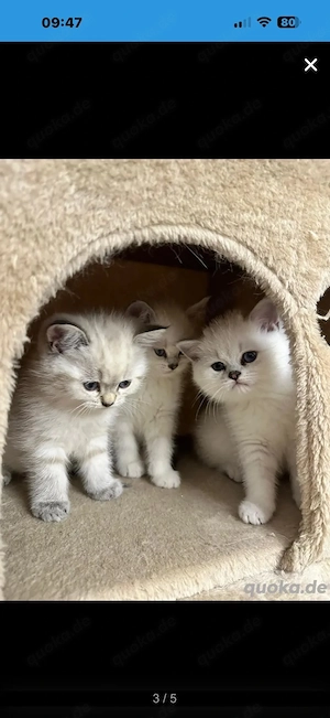 bkh kitten 