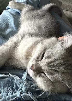 zum Verkaufen drei süsse BKH Kitten