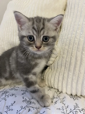 Bkh  Kitten von odded eyed Mutter 