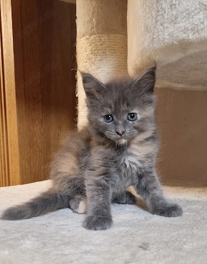Maine Coon Kitten
