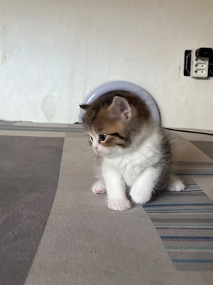 Bkh Babys Katze sucht neue Familie    
