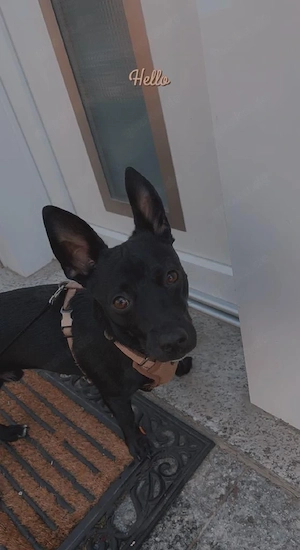 Amigo sucht eine liebevolle neue Familie 