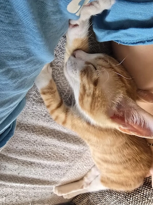 Baby katze zum verkaufen