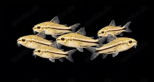 Zwergpanzerwels Gastrodermus pygmaeus Corydoras 