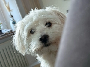Bichon Malteser Rüde 