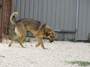 3j Rüde 25kg 60cm  BUNDESWEIT ausreisebereit nach Adoption  Bild 3