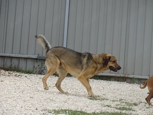 3j Rüde 25kg 60cm  BUNDESWEIT ausreisebereit nach Adoption  Bild 2