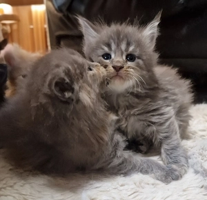 Maine Coon Kitten
