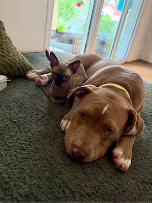 American Bully XL *8 Moante* sucht ein neues Zuhause *Rüde*