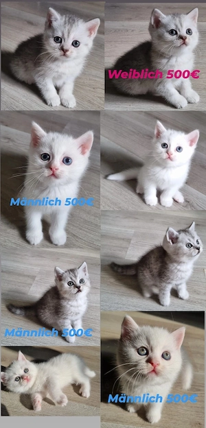 BKH Britisch Kurzhaar Katzenbaby