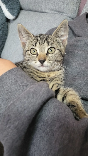 weibliche baby Katze
