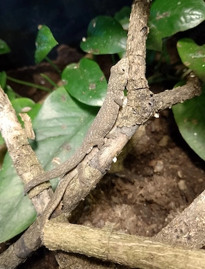eurydactylodes occidentalis, Chamäleongecko 