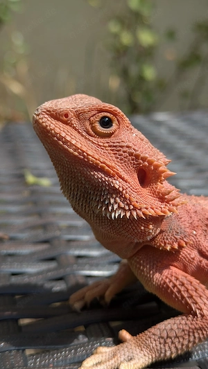 0.1 Red Monster Bartagame Pogona Vitticeps 