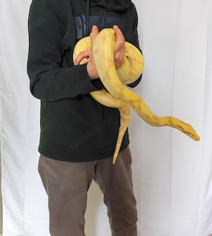 Boa constrictor imperator Albino Sunglow 0.1