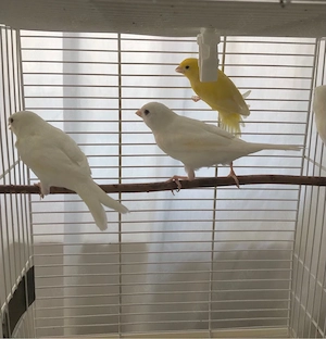Kanarienvogel Henne gelb