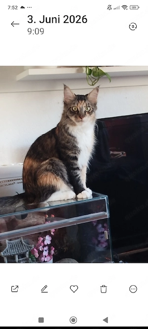 Main coon 