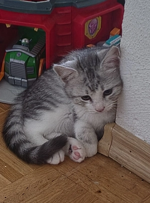 2 wunderschöne Maine-Coon   Perser Mix Kitten 