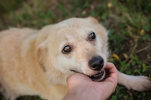 Chip-Nr. 2169690 - Ich bin lieb, lebhaft, liebe die Menschennähe und brauche Beschäftigung Bild 3