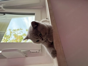 BKH Kitten reinrassig lilac mit Stammbaum