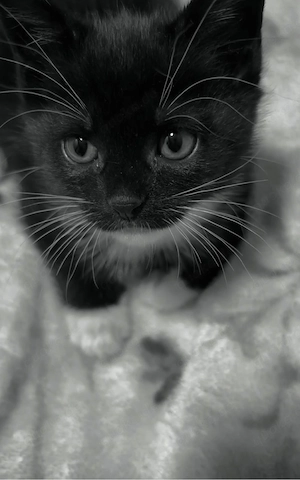 Katze Kitten Hauskatze Kätzchen Kater 