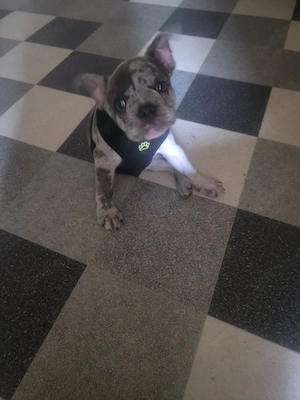 französische bulldogge welpe 