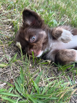 chihuahua rüde 