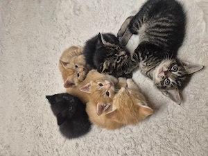 Süße katzenbabys 