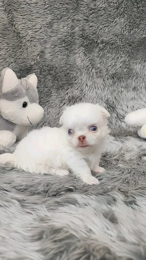 Lang- und Kurzhaar-Chihuahua-Welpen  