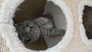 Zuckersüße Britisch Kurzhaar Kitten 