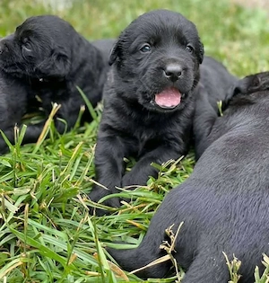    Wunderschöne Labrador  Welpen suchen ein liebevolles Zuhause 