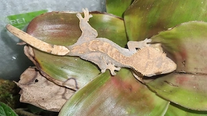 Cappuccino pinstripe kronengecko 0.1 (Crested Gecko)