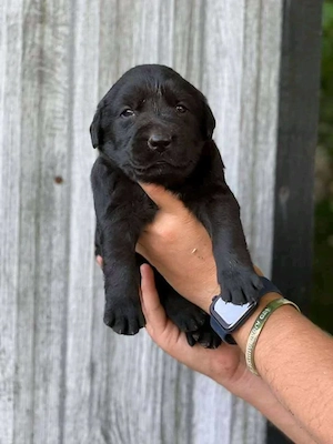 Süßer Labrador Retriever Welpe   Gesund, verspielt & bereit für ein liebevolles Zuhause